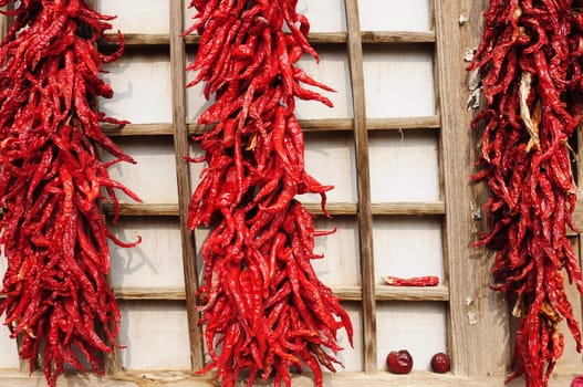 Harvest of red hot chili pepper in autumn