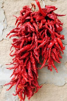 Harvest of red hot chili pepper in autumn