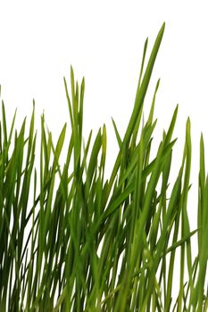 The grass is isolated. Fresh green vegetation isolated on a white background