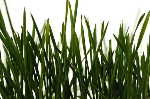 The grass is isolated. Fresh green vegetation isolated on a white background
