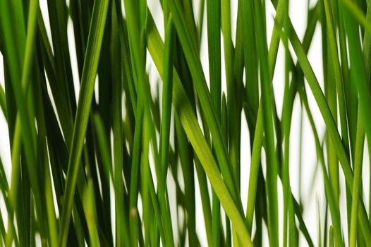 The grass is isolated. Fresh green vegetation isolated on a white background