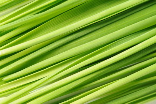 Grass a background. Fresh green vegetation close up