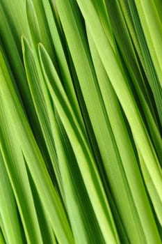 Grass a background. Fresh green vegetation close up