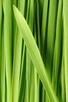 Grass a background. Fresh green vegetation close up