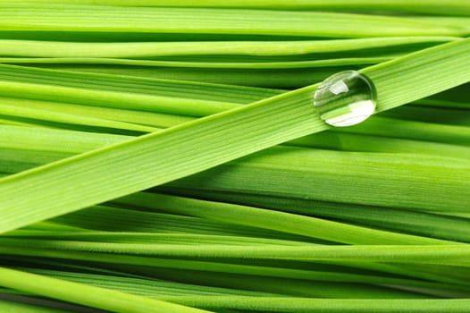 Drops on a grass. Fresh green vegetation with a drop of water close up