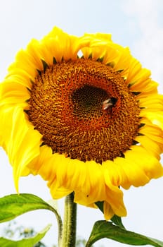 Closeup of blooming sunflower with a bee