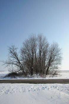 Dry tree. A winter tree on a background of the blue sky