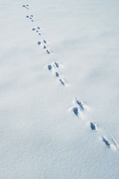 Traces of a hare on a snow. A print of paws on a winter floor