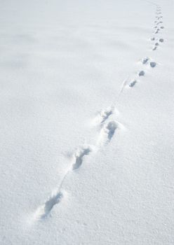 Traces of a hare on a snow. A print of paws on a winter floor