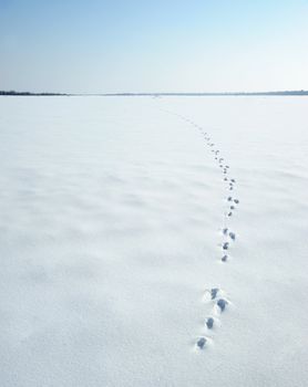 Traces of a hare on a snow. A print of paws on a winter floor