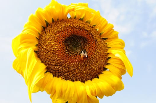 Closeup of blooming sunflower with a bee