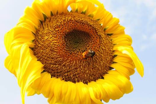Closeup of blooming sunflower with a bee