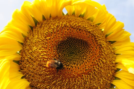 Closeup of blooming sunflower with a bee