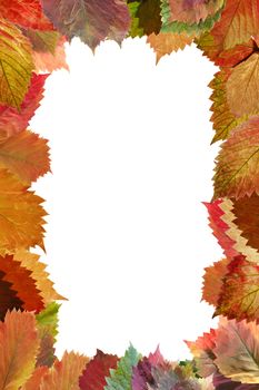 Frame from autumn leaves. Decorative registration isolated on a white background