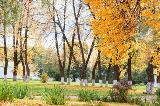 Yellow autumn trees in a park
