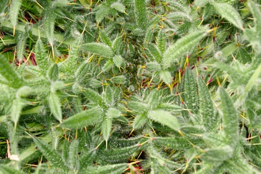 Prickly bright green meadow plant close-up. Wild weed