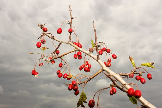 The branch of hawthorn fruit on the background of a gray cloudy sky in autumn