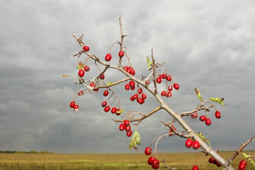 The branch of hawthorn fruit on the background of a gray cloudy sky and field in autumn