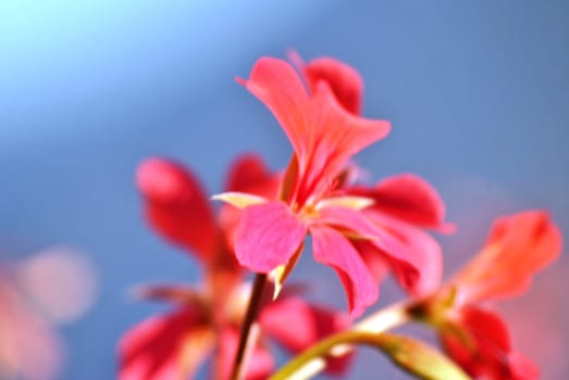 a macro shoot of a geranium