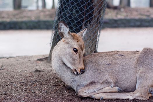 A lying deer in a Japanese autumn park 
