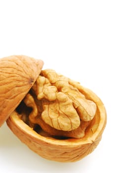 Walnut. It is isolated on the white background, the ripened fruit of a nut tree