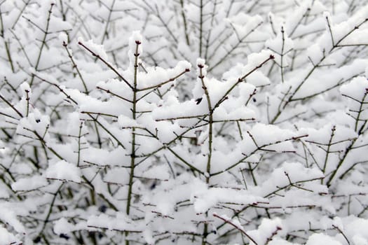 Winter Snow on Shrub Plant Background