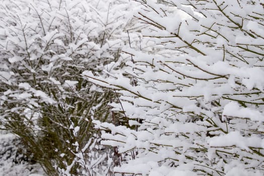 Winter Snow on Deciduous Shrub Plant Background