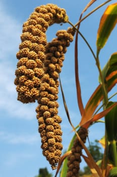 Ripe millet crops in the fields in autumn