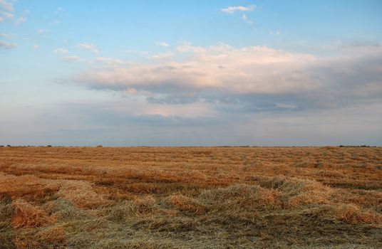 Field with hay. The oblique grass on a background of the cloudy sky