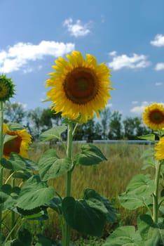 Sunflower. A blossoming flower of an agricultural kind of a plant from which do oil