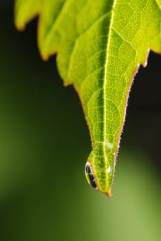 Drops on a leaf. Morning dew on green vegetation