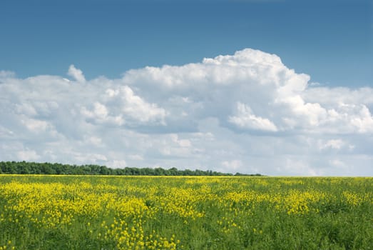 yellow field. A landscape about vegetation and the beautiful sky