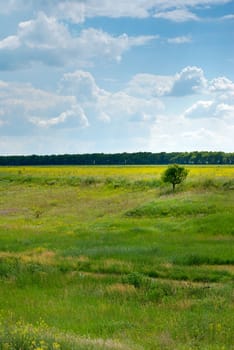 Field. A landscape about vegetation and the beautiful sky