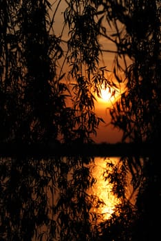 Sunset above water. Growing trees on coast in the form of silhouettes