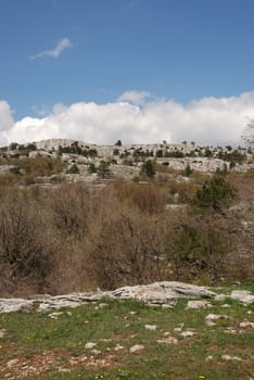 Vegetation in rocks. Wild district in the Crimean reserve
