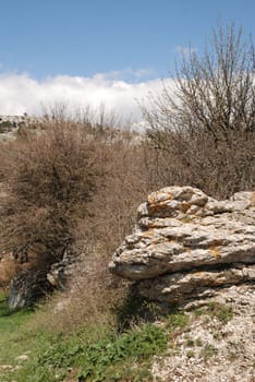 Vegetation in rocks. Wild district in the Crimean reserve
