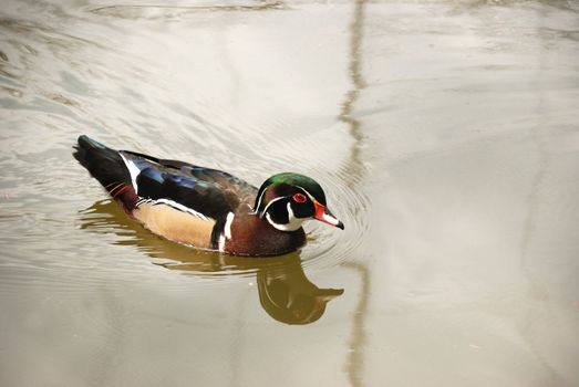 Drake. A duck with bright plumage in a reservoir