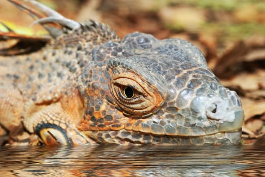 The lizard. A kowtowing animal on stones - a pebble