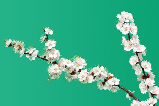 Blossoming branch of a tree. A fruit tree - an apricot, blooming in the early spring