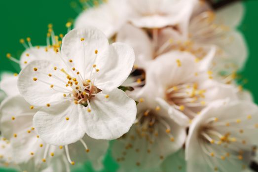 Blossoming branch of a tree. A fruit tree - an apricot, blooming in the early spring