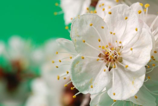 Blossoming branch of a tree. A fruit tree - an apricot, blooming in the early spring