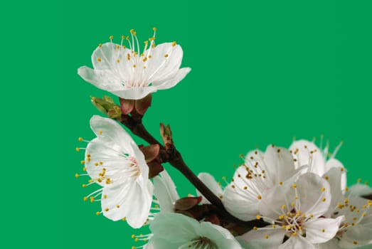 Blossoming branch of a tree. A fruit tree - an apricot, blooming in the early spring