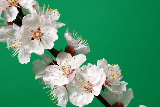 Blossoming branch of a tree. A fruit tree - an apricot, blooming in the early spring
