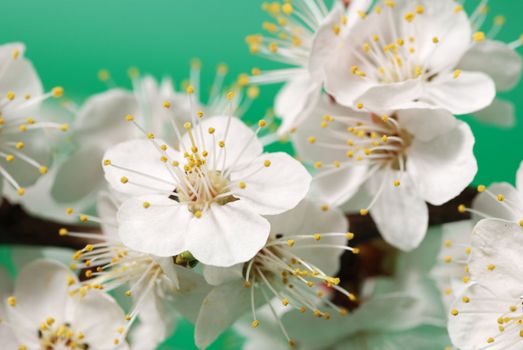 Blossoming branch of a tree. A fruit tree - an apricot, blooming in the early spring
