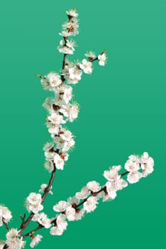 Blossoming branch of a tree. A fruit tree - an apricot, blooming in the early spring