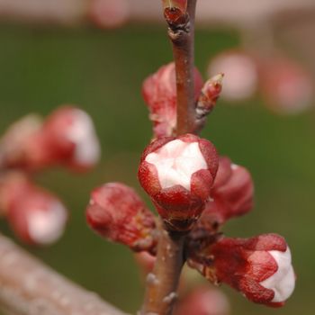 Flowers of fruits of an apricot. Buds of a blossoming tree