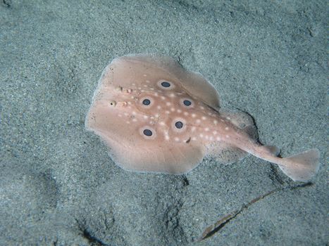 Torpedo fish on the sand. Shotted in the wild, nighttime.