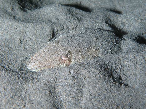 Cuttlefish concealment on the sand.