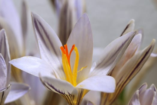 Snowdrop. The first spring flower. A photo close up