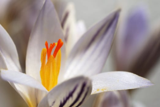 Snowdrop. The first spring flower. A photo close up
